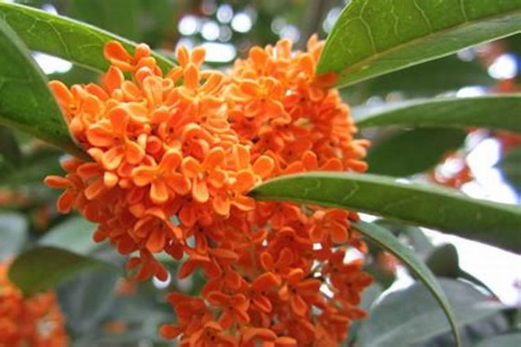 三角梅用什么肥料最好