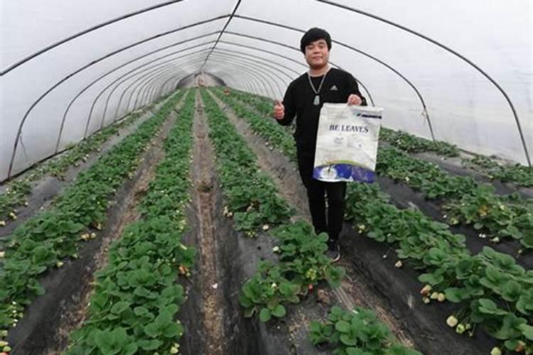 玉米种子十大品牌