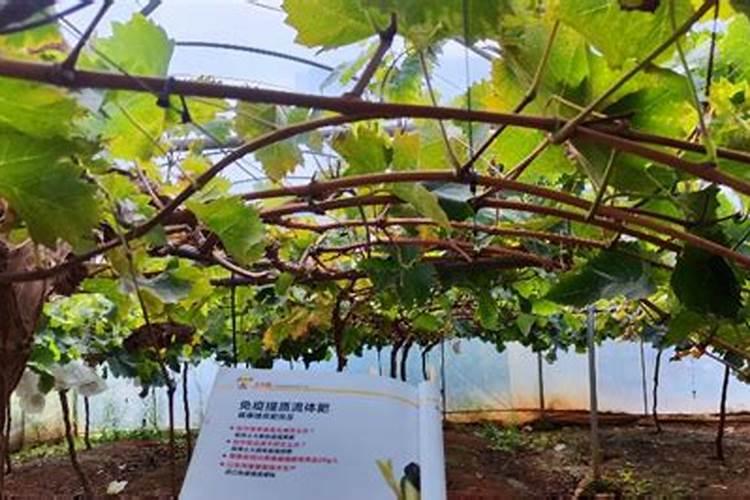 绿萝上什么肥料比较好？