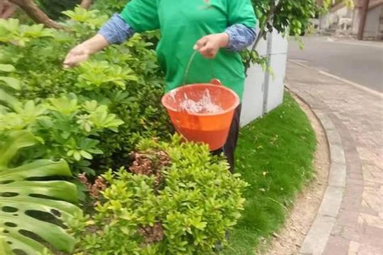 如何对园林植物进行合理施肥