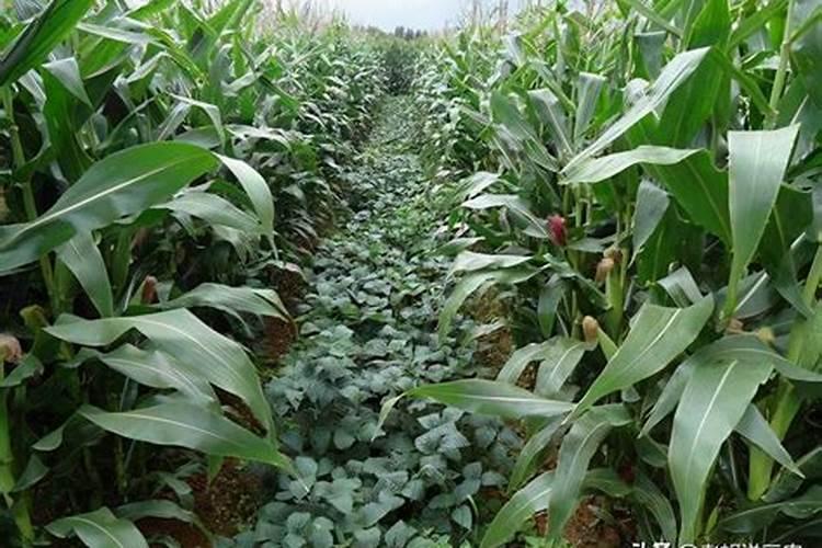 梦见土里都是馒头