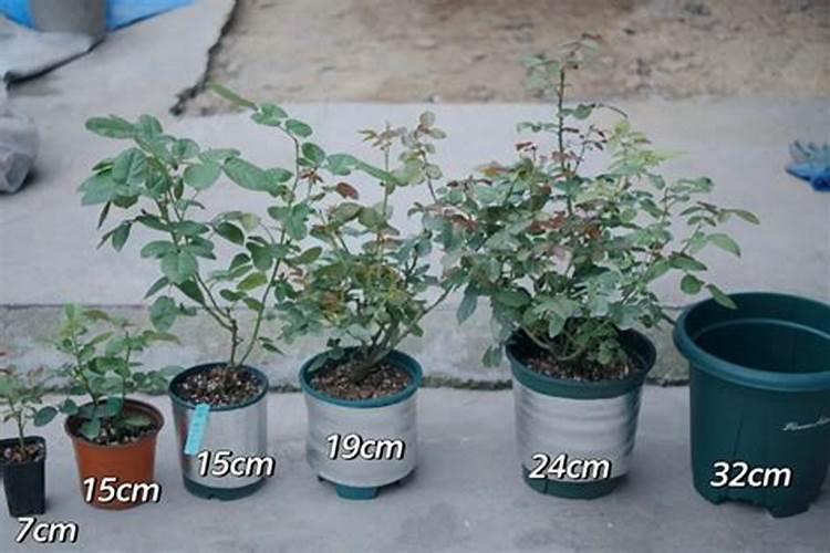 月季用什么肥料好？