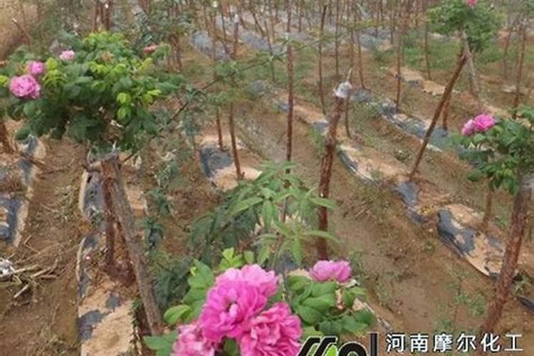 营养土放在外面被雨淋湿了还可以种花吗？