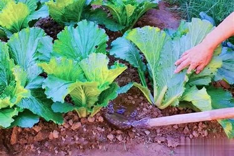 种菜地底肥用什么肥料最好