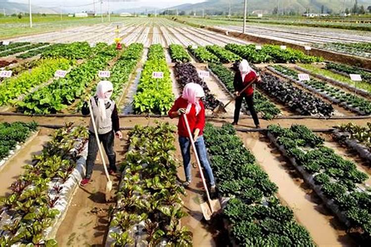 种菜地底肥用什么肥料最好