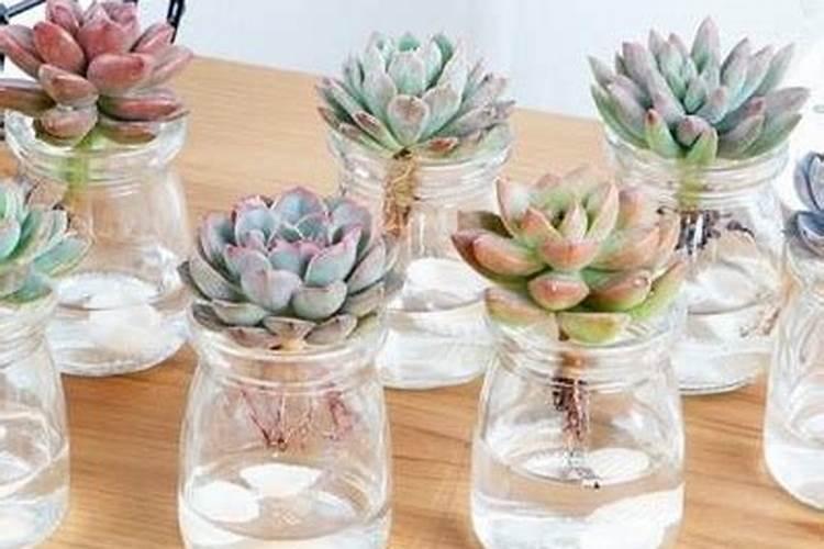 多肉能一直水培吗