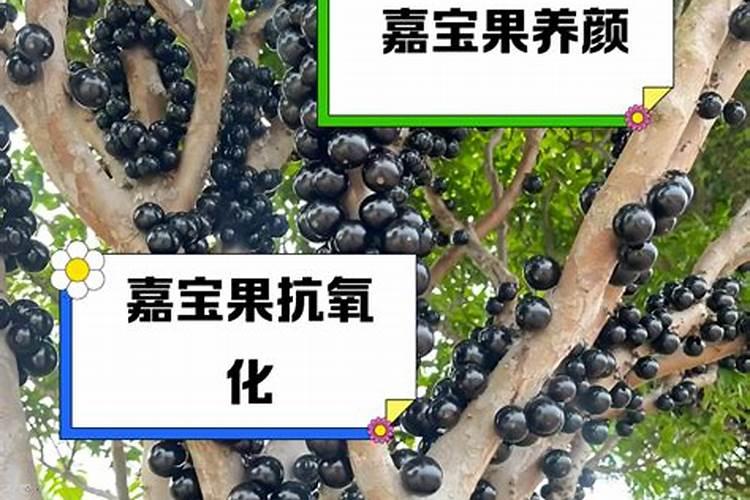 怎样种甘蔗增强甜度？用亚磷酸钾有用吗