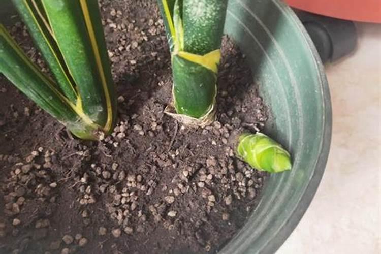 小香葱施什么肥料长得粗壮