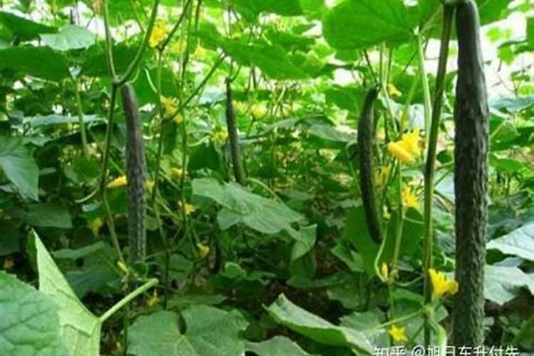 甘蔗施什么肥长得最快