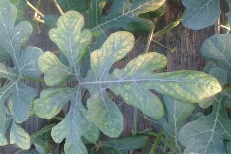 西瓜缺镁症应怎样防治？