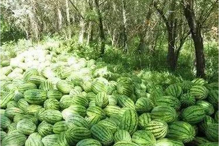 磷酸二氢钾浇西瓜能三天一次吗？