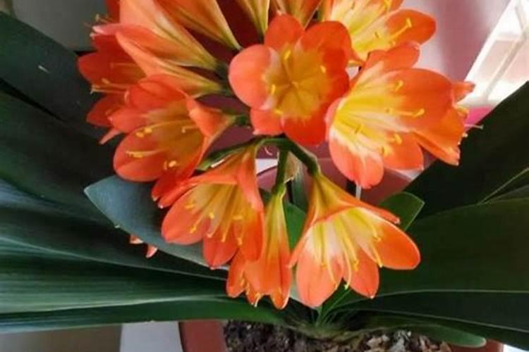 哪些花不能浇黄豆水