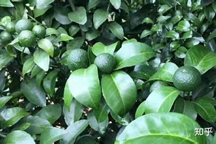 新栽柑橘幼苗喷施磷酸二氢钾过重怎么办？