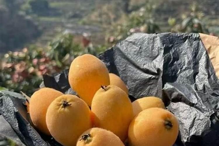 批把树七月份可以施尿素吗