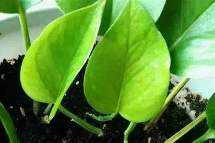 绿萝叶子发黄,做什么可以解救叶子发黄的问题？