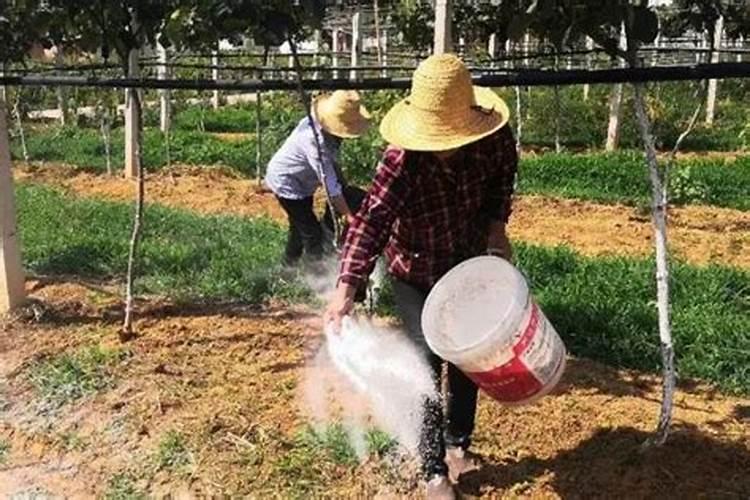 尿素适合哪些花施肥