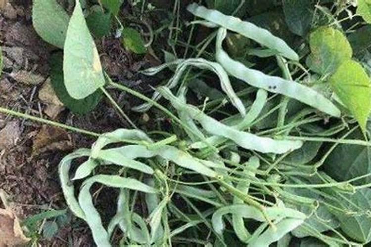 种豆角如何使用氮肥？可以实现豆角高产吗？