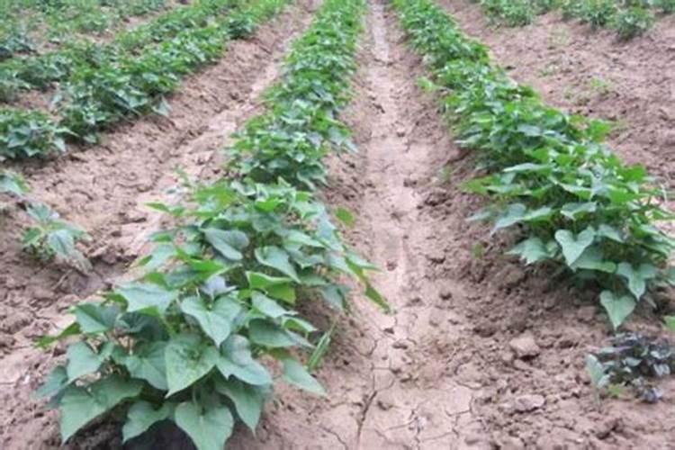 浇花用的硫酸亚铁水哪里有