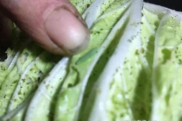 钙镁硼锌铁叶面肥啥时用最好