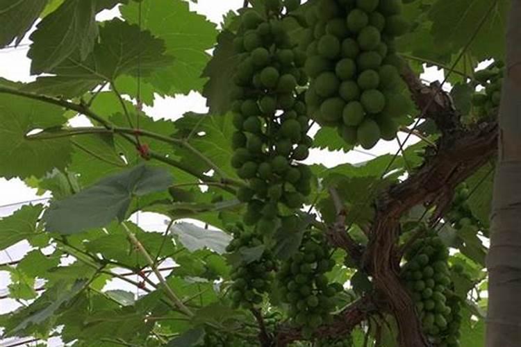 芸苔素能不能促进根茎果实的膨大