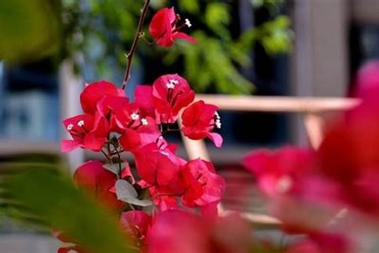 三角梅不施肥想开花不可能