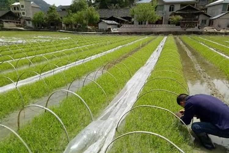 求助关于骨粉和草木灰/稻壳炭的应用