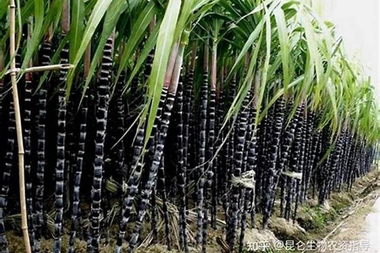 甘蔗又粗又长怎样施肥 甘蔗又粗又长如何施肥