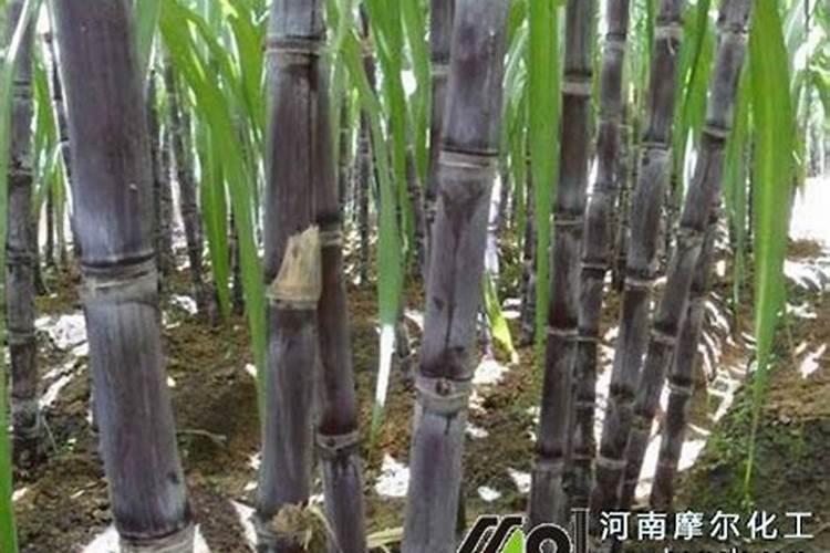 甘蔗又粗又长怎样施肥
