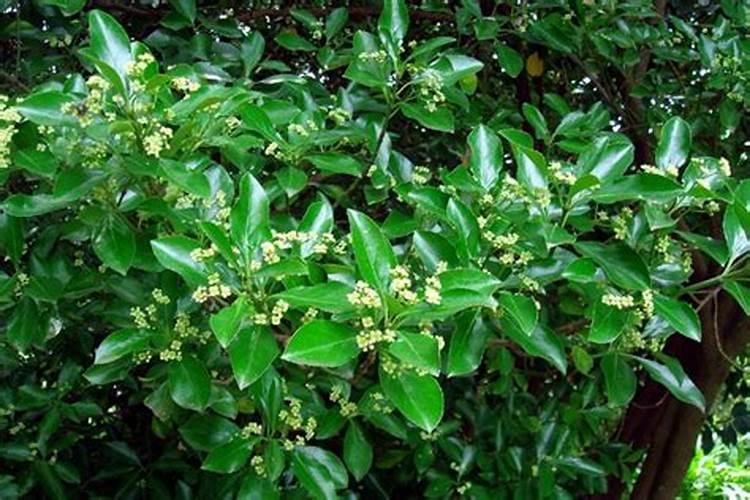 卫矛病害有哪些呢