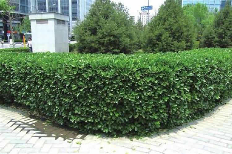 卫矛植条上,有黑节后来就干枯死了,是什么病？