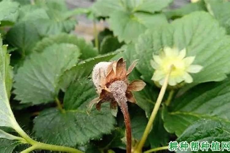 草莓灰霉病用什么药最好