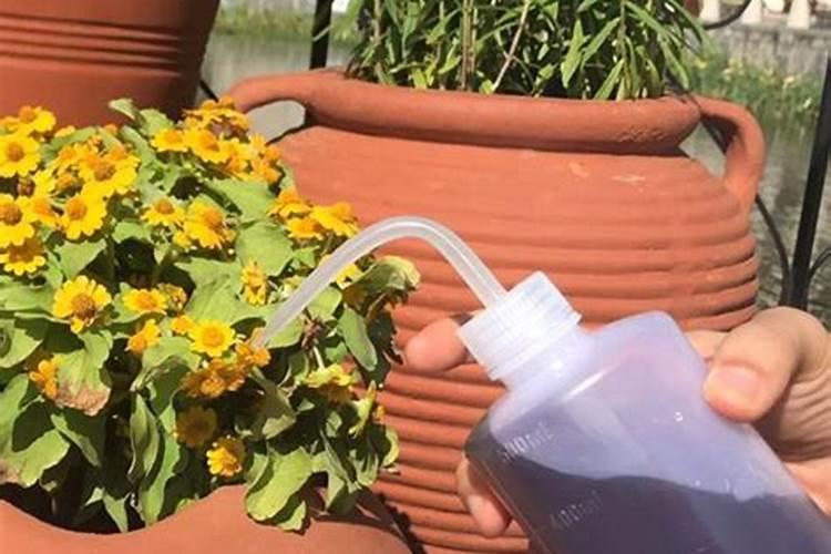 施肥,养兰的一把双刃剑