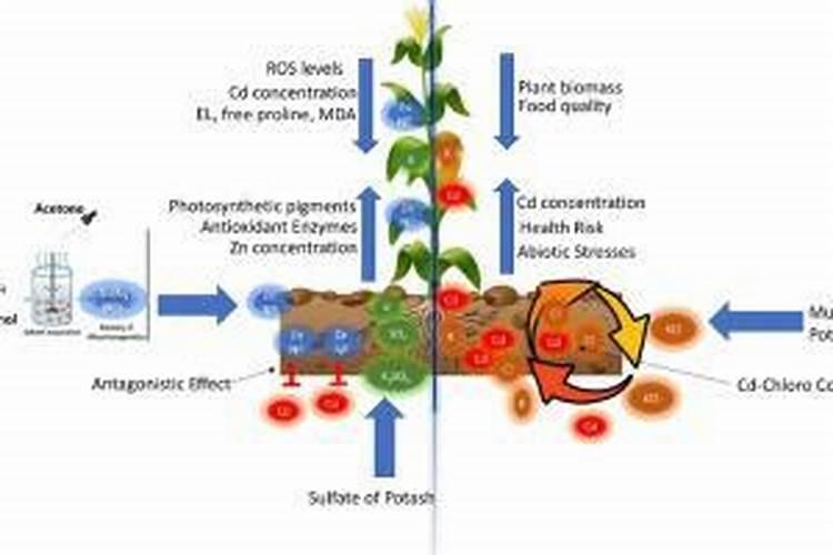 农用氯化钾什么牌好