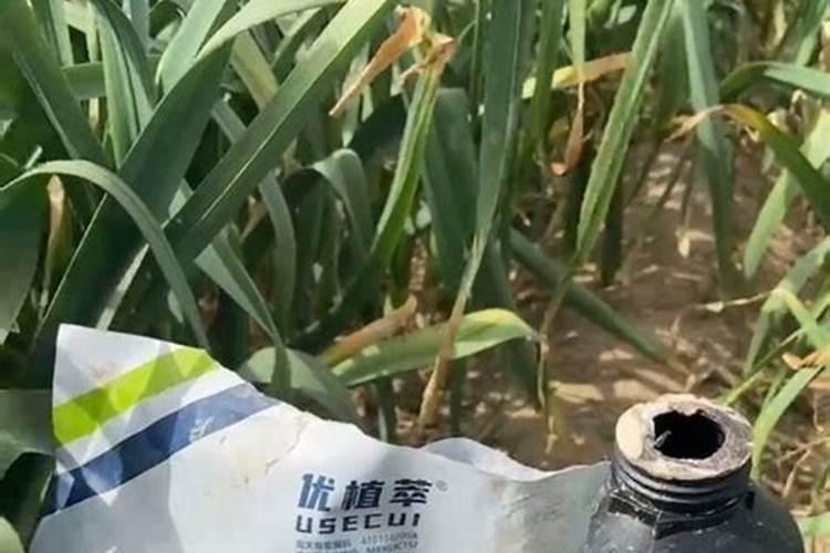 玉米头次追肥几片叶好