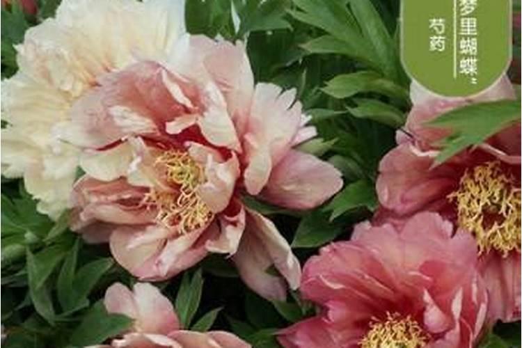 芍药施什么肥最好