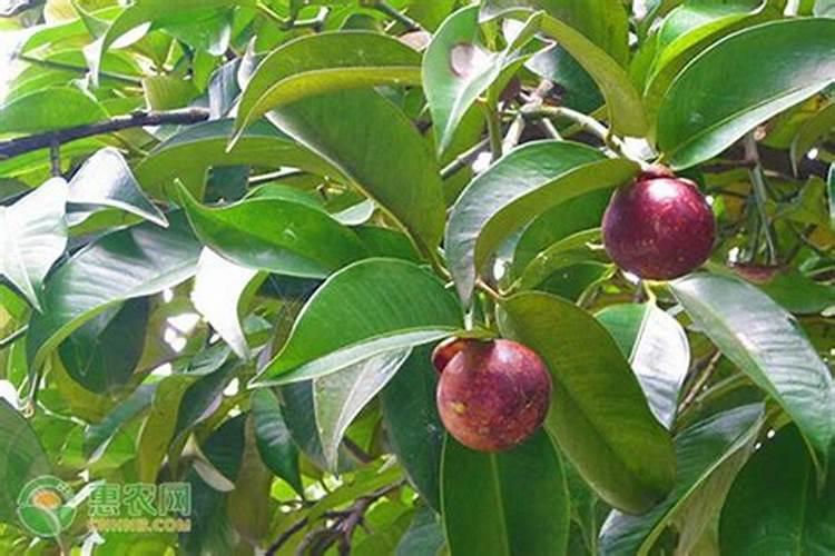 果树能不能用膨大素？山竹膨大素哪个品牌的最好？增甜叶面肥生产供应商...