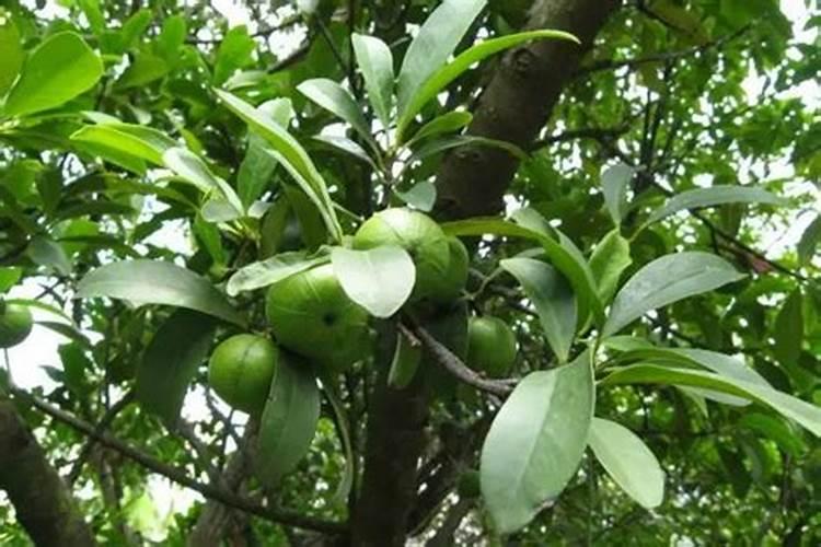 山竹果树的种植方法 如何种植山竹果树