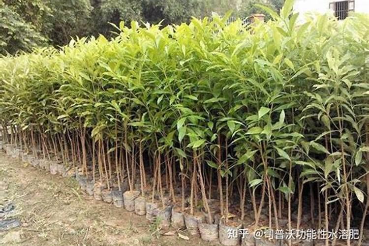 山竹树养殖方法