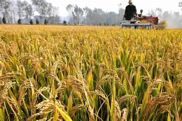 自己种的葱拿什么施肥