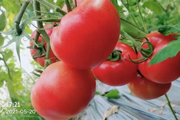 西瓜水溶肥起名字叫什么好听