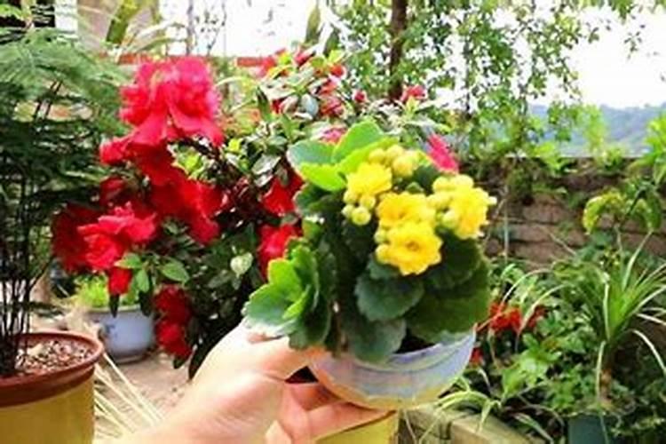 种花草用什么肥料最好