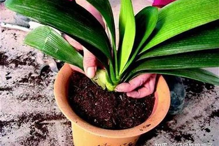 种花草要下什么肥料