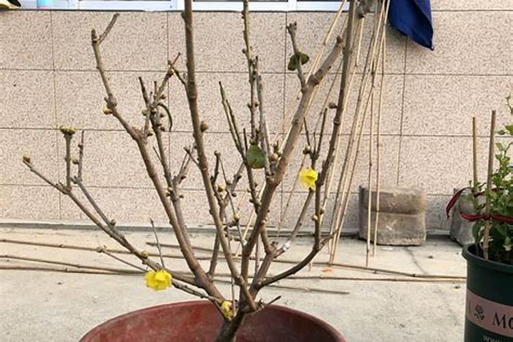 腊梅花施什么肥可以促开花