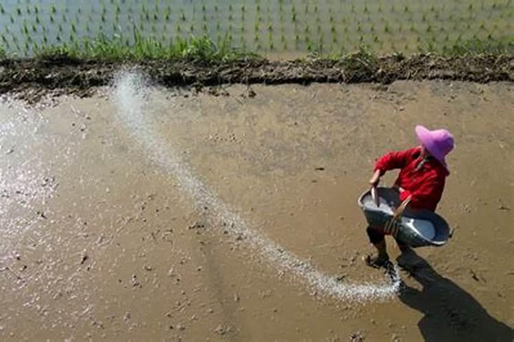水稻施钾肥几天能排水