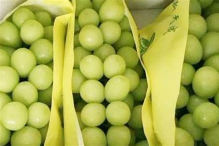 阳光玫瑰萌芽期用肥