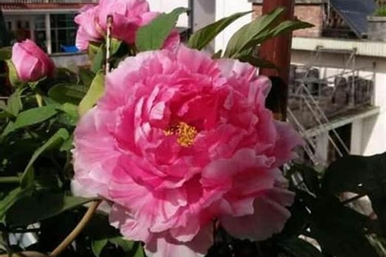 地栽牡丹春天施肥时间和方法