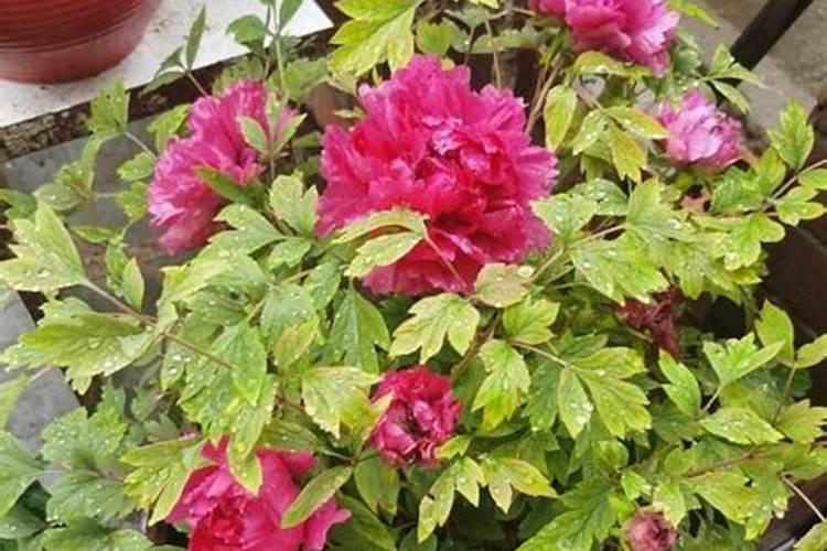 地栽牡丹开春怎么浇水 如何养护牡丹