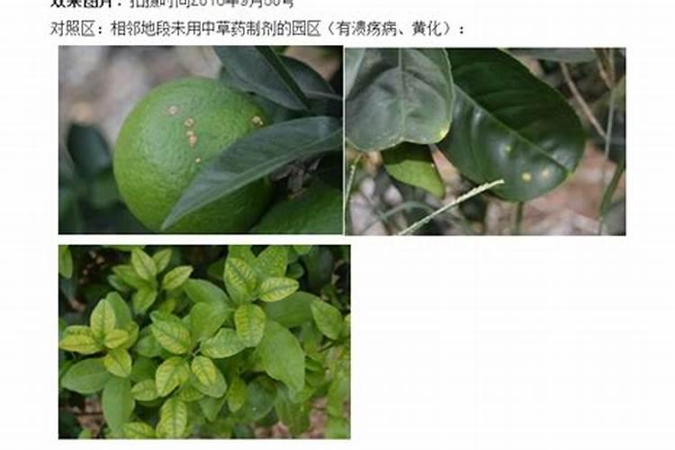 尿素当叶面肥使用方法