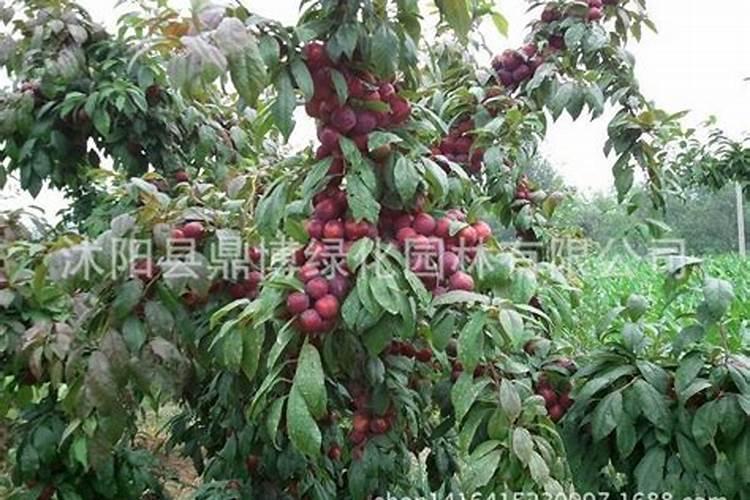 史丹利果树专用肥料多少钱一袋