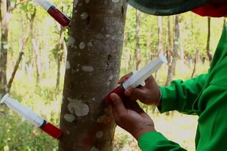 沉香苗什么时候种？沉香苗种植方法